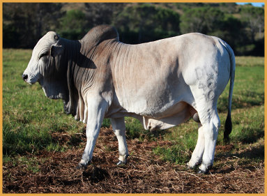 BORAN